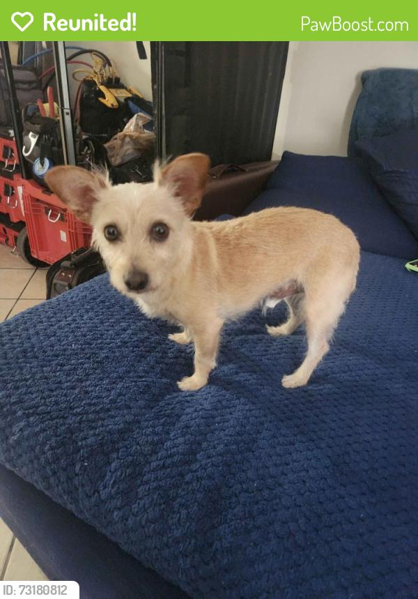 Reunited Male Dog last seen Cimarron and Spring Mtn, Las Vegas, NV 89147