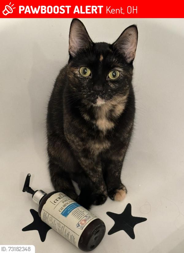 Lost Female Cat last seen Marco’s Pizza, Kent, OH 44240