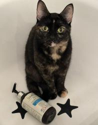 Lost Female Cat last seen Marco’s Pizza, Kent, OH 44240