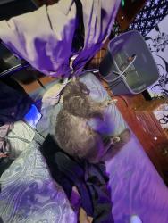 Lost Male Cat last seen Dumfries and east 27th ave, Vancouver, BC V5N 3T2