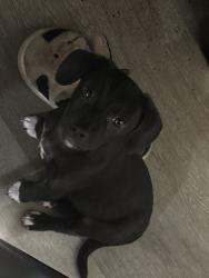 Reunited Female Dog last seen Hitchcock Way and Valley Hi dr, Sacramento, CA 95823