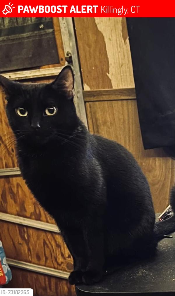 Lost Female Cat last seen Union Baptist Church, Killingly, CT 06241