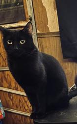 Lost Female Cat last seen Union Baptist Church, Killingly, CT 06241