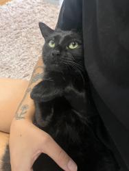 Lost Female Cat last seen Trafalgar avenue, Umina Beach, NSW 2257
