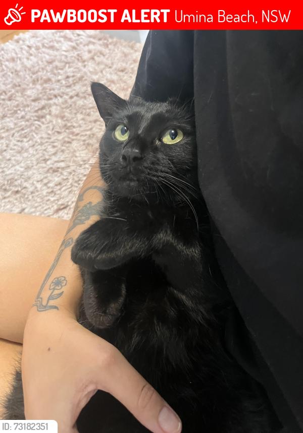 Lost Female Cat last seen Trafalgar avenue, Umina Beach, NSW 2257