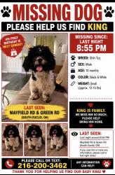 Lost Male Dog last seen Mayfield Rd Green Rd, South Euclid, OH 44124