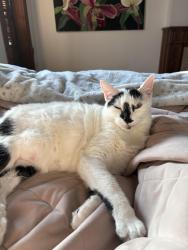 Lost Female Cat last seen Underhill and Washington, Brooklyn, NY 11238