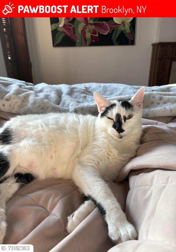 Lost Female Cat last seen Underhill and Washington, Brooklyn, NY 11238