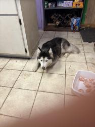 Reunited Female Dog last seen Hwy 441, Micanopy, FL 32667