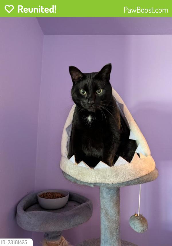 Reunited Male Cat last seen Stone Toad Bar & Grill, Menasha, WI 54915
