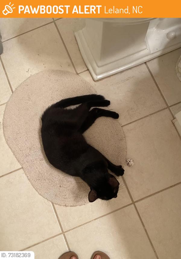 Found/Stray Female Cat last seen Magnolia Greens, Leland, NC 28451
