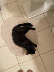 Found/Stray Female Cat last seen Magnolia Greens, Leland, NC 28451
