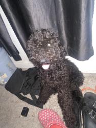 Reunited Female Dog last seen Eta street, San Diego, CA 92113