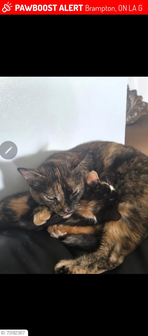 Lost Female Cat last seen Sandlewood and credit preview, Brampton, ON L7A 0G2