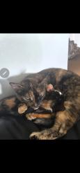 Lost Female Cat last seen Sandlewood and credit preview, Brampton, ON L7A 0G2