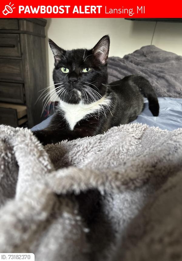Lost Male Cat last seen Pennsylvania and cedar, Lansing, MI 48911