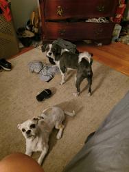Lost Male Dog last seen 79th and Cottage Grove, Chicago, IL 60619