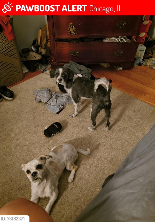 Lost Male Dog last seen 79th and Cottage Grove, Chicago, IL 60619