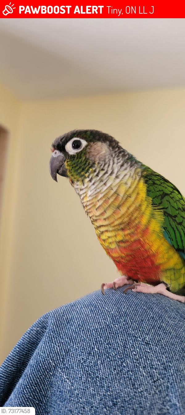 Lost Unknown Bird last seen 8th concession to 9th concession, Tiny, ON L0L 2J0