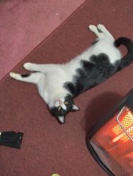 Lost Male Cat last seen Near Wooten lane, McRae, AR 72102