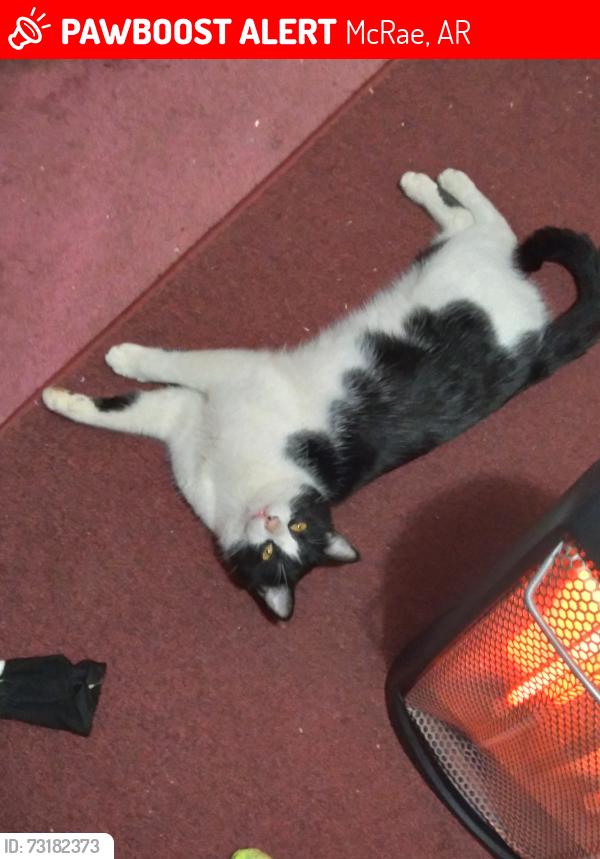 Lost Male Cat last seen Near Wooten lane, McRae, AR 72102