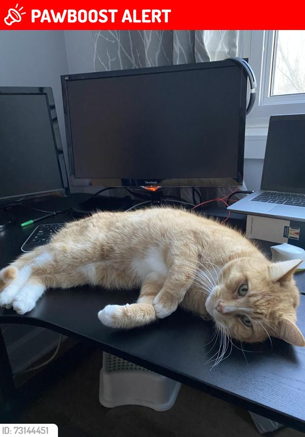 Lost Male Cat last seen Durham, Dollard-des-Ormeaux, QC H9G 1B4
