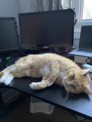 Lost Male Cat last seen Durham, Dollard-des-Ormeaux, QC H9G 1B4