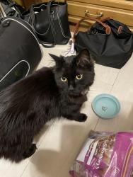 Reunited Male Cat last seen Black Horse Pub, London, England HA0 2QW