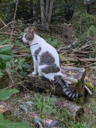 Reunited Male Cat last seen Van Kal/Salisbury Dr, Mattawan, MI 49071