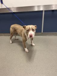 Shelter Stray Male Dog last seen Near BLOCK SW 359 ST, 3599 NW 79th Ave, Doral, FL 33122, USA