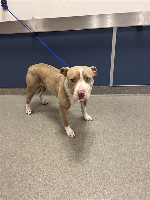 Shelter Stray Male Dog last seen Near BLOCK SW 359 ST, 3599 NW 79th Ave, Doral, FL 33122, USA