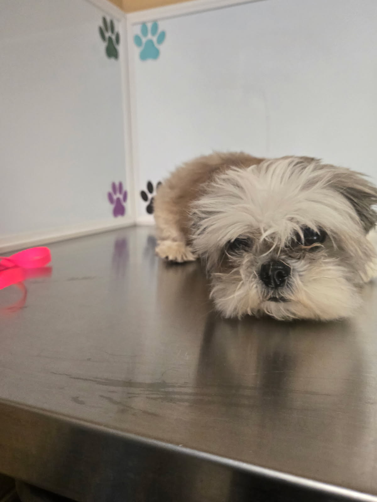Shelter Stray Female Dog last seen Near BLOCK S HYDRAULIC AVE, WICHITA KS 67216, 3303 N Hillside St, Wichita, KS 67219, USA
