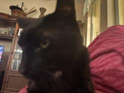 Reunited Male Cat last seen Kickliter Lane and Wilderness lake blvd, Land O' Lakes, FL 34637