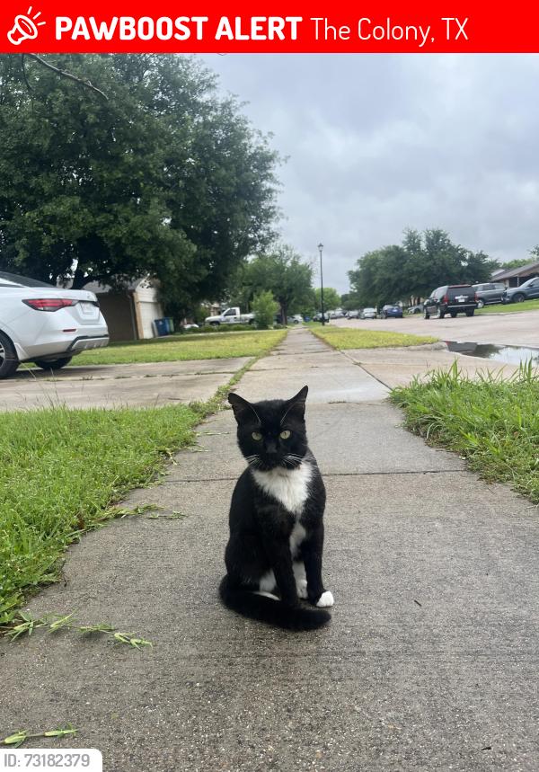 Lost Male Cat last seen Powers st on the colony, The Colony, TX 75056