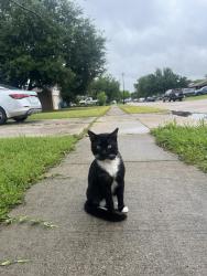 Lost Male Cat last seen Powers st on the colony, The Colony, TX 75056