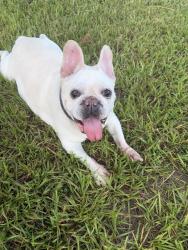Reunited Male Dog last seen Malby, Citrus Springs, FL 34433