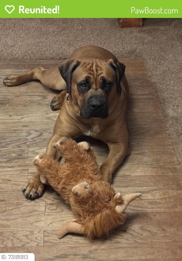 Reunited Male Dog last seen Between Oak Glen Way/ Putnam Ln, District Heights, MD 20747
