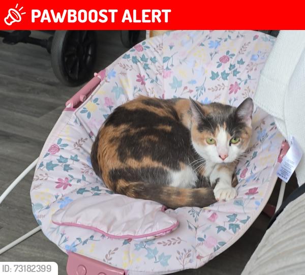 Lost Female Cat last seen Back alley, Suffolk, England NR32 4DG