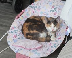 Lost Female Cat last seen Back alley, Suffolk, England NR32 4DG