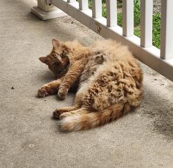 Reunited Male Cat last seen Border St, Hilltop Dr, Chestnut St, Milford, NH 03055