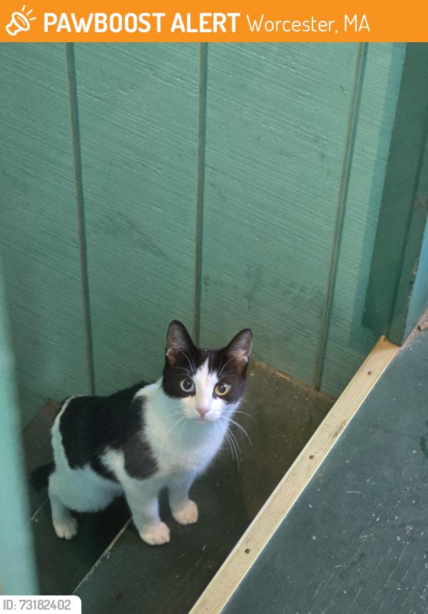 Found/Stray Unknown Cat last seen Ekman st and greenwood, Worcester, MA 01607