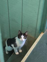 Found/Stray Unknown Cat last seen Ekman st and greenwood, Worcester, MA 01607