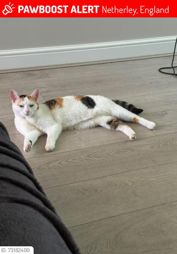 Lost Female Cat last seen Woodlane Netherley, Netherley, England 