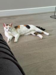Lost Female Cat last seen Woodlane Netherley, Netherley, England 