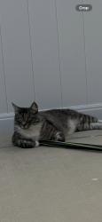 Reunited Male Cat last seen Carolyn Cir, Oceanside, CA 92054, USA, Oceanside, CA 92054