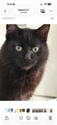 Lost Male Cat last seen Evans terrace, Philipstown, NY 10524