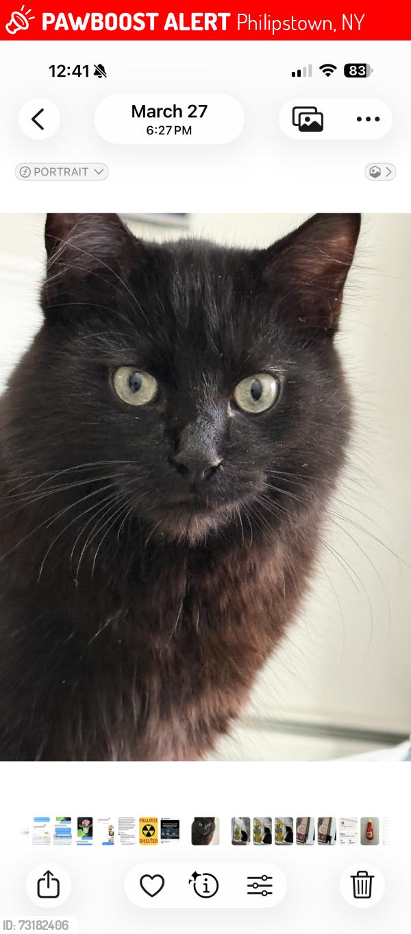 Lost Male Cat last seen Evans terrace, Philipstown, NY 10524