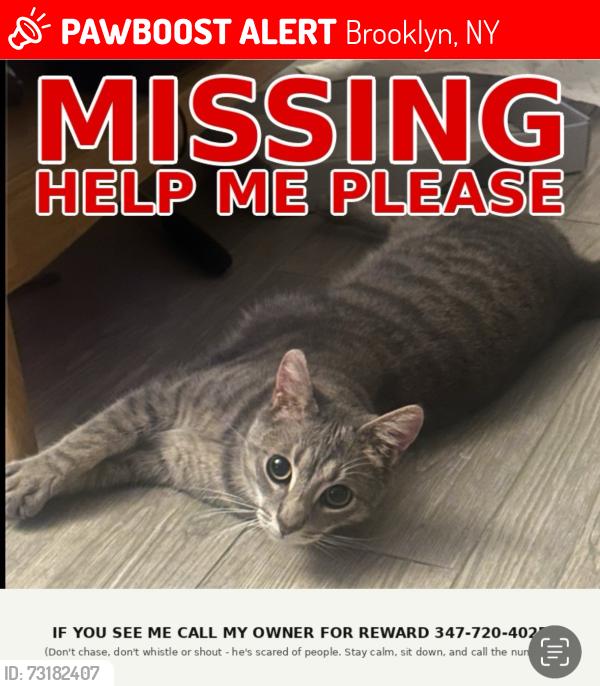 Lost Male Cat last seen Dooley St, Brooklyn, NY 11235