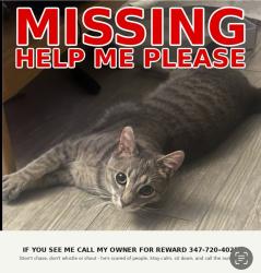 Lost Male Cat last seen Dooley St, Brooklyn, NY 11235
