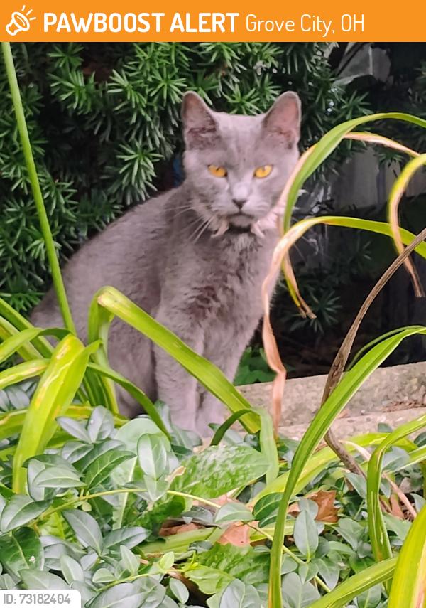 Found/Stray Female Cat last seen Blankner and Reaver Ave in Grove City, Grove City, OH 43123